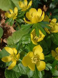 Annual flowers that start with c. Top 10 Early Spring Plants Beth Chatto S Plants Gardens