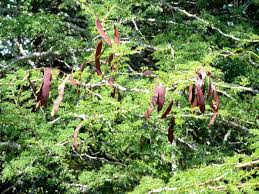 Image result for Acacia goetzei