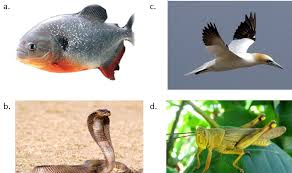 20 contoh soal essay / uraian uts ipa kelas 3 sd semester 1 dan kunci jawaban 7 september 2017 bimbingan belajar brilian 0 komentar. 50 Soal Ipa Sistem Pernapasan Manusia Hewan Essay Pilgan Muttaqin Id