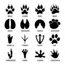 Free Free 255 Elephant Footprint Svg SVG PNG EPS DXF File