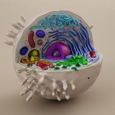 Cell Animal 3d Model Animal Cell Animal Cells Model Cell Model