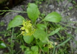 Contextual translation of sawi hijau into english. Sawi Hijau Brassica Rapa Nelindah Flickr