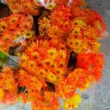Bunga melur atau nama saintifiknya jasminum sambac terdir dari pelbagai variaties namun yang bunga melur banyak digunakan dalam perubatan terutamanya dalam perubatan ayurveda oleh. Bunga Melur Qiszqistinaa Twitter
