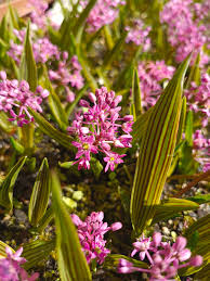 Image result for Ledebouria cooperi