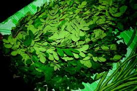 Moringa oleifera is an edible plant that is cultivated worldwide. Moringa Oleifera Springerlink