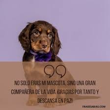Extrañaré tus locuras y tu hermosa manera de vivir. Frases De Despedida Para Dedicar A Un Perro Fallecido