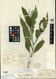 Image result for Justicia buchholzii