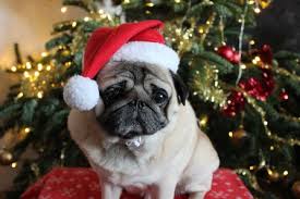 Pug Christmas Card Pugs And Kisses Pug Christmas Pug Love