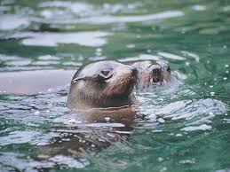 Alle highlights, wichtige infos, gute insider tipps & vieles mehr. Pflanzen Tiere Neuseelands Ruapehu New Zealand