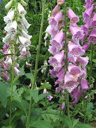 Image result for Digitalis purpurea