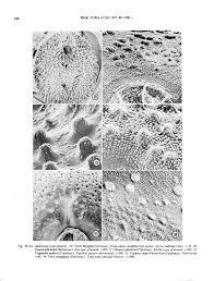 Image result for Decorsea schlechteri