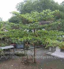 Beli produk daun ketapang kering berkualitas dengan harga murah dari berbagai pelapak di indonesia. Pohon Ketapang Atau Terminalia Catappa Alamendah S Blog