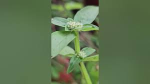 Image result for Spermacoce senensis