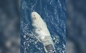 Submarino