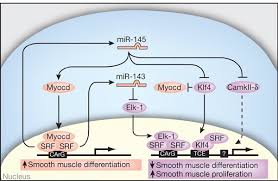Cardiac muscle in the heart wall; Mir 145 And Mir 143 Regulate Smooth Muscle Cell Fate And Plasticity Nature