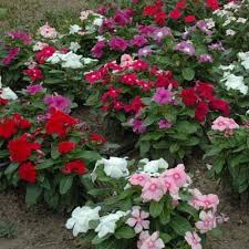 Tumbuhan ini dapat hidup pada cuaca panas di semua zona tumbuh, baik itu dataran kering sampai yang berpasir. Cantiknya Vinca Bunga Tapak Dara Urban Garden