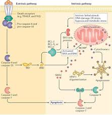 Apoptosis Definition Pathway Examples And Quiz Biology Dictionary