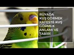 ruyada kus gormek islami ruya tabirleri ihya diyanet ruya tabirleri