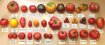 More than 3,000 varieties are being actively produced. My Nerdy Tomato Harvest Chart Picture Of 30 Varieties