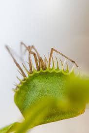 What Has 8 Legs And Is Totally Delicious These Flytraps Will Tell You Insect Eating Plants Carnivorous Plants Venus Fly Trap