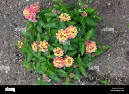 Image result for Lantana angolensis