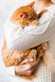 Throw on some damp rubber kitchen gloves or use a moist sponge to coax dog hair off of fabric surfaces. How To Remove Cat Hair From Everything The Catington Post