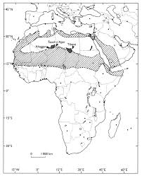 Image result for Acacia adenocalyx