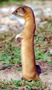 Animal welfare experts working in indonesia say bandung zoo isn't even close to the worst in the country. The Indonesian Mountain Weasel Mustela Lutreolina Is A Species Of Weasel That Lives On The Islands Of Java And Sumatra Animals Wild Nature Animals Pet Birds