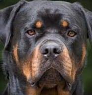 Please contact us today if you are interested. Rottweiler S And More Fayetteville Nc Home Facebook