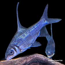 Image result for Cyphia richardsiae