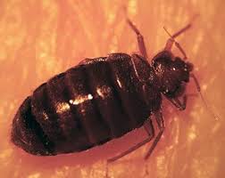 Image result for bedbugs on mattress