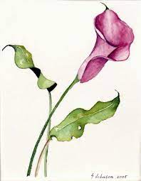 Calla Lily Tattoo Images Calla Lily Tattoos Calla Lily Flowers Flower Drawing