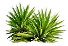 Bush Png Image Plants Shrubs Photoshop Landscape Download free bush png images. bush png image plants shrubs