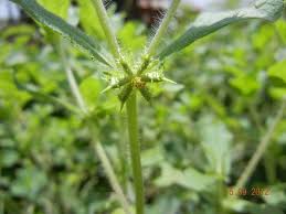 Image result for Acanthospermum hispidum