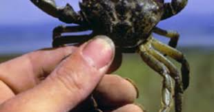 Our credibility and reputation have been established through the years of satisfying customers, who tell us our family farm is by far the industry leader and we do what we. Crawfish Stocking The Facts The Fish Site