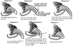 A Kwik Guide Very Helpful Especially In The Winter When Dogs Aren T Able To Wear Their Nails Down Naturally Migh Dog Nails Trimming Dog Nails Dog Grooming