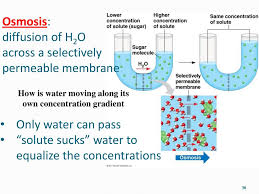 Simple diffusion of molecules is the result of random motion based on temperature, concentration and electric charge. Chapter 7 Warm Up 1 Is The Plasma Membrane Symmetrical Why Or Why Not What Types Of Substances Cross The Membrane The Fastest Why Explain The Concept Ppt Download
