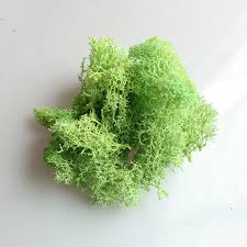 Having a live plant such as a moss ball, can also help to provide a healthier and happy environment for your betta fish. Home Kitchen Moss Green Dried Fake Arts Crafts Flowers Potted Plants Artificial Terrariums 1 10g Artificial Mixed Floral Arrangements