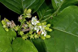 Image result for Vangueria madagascariensis