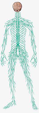 Home » human nervous system beginner's guide » nervous system diagram unlabeled. Male Nervous System Human Transparent Png 3300x5100 Free Download On Nicepng