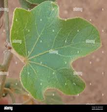 Image result for Thespesia garckeana