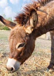 Maybe you would like to learn more about one of these? 27 Cute Miniature Donkey Facts Photos History Size Cost Pets Storyteller Travel