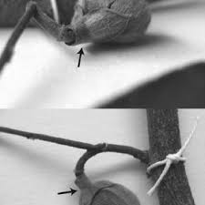 Image result for Hexalobus mossambicensis