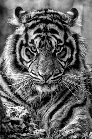 Black And White Tiger Picture Kassandracreations Cute Animals Animals Beautiful Animals