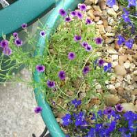Image result for Monopsis