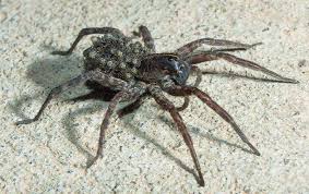 We did not find results for: Six No Sweat Spider Prevention Tips For Long Island Homeowners