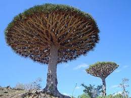 Pin On Spectacular Trees