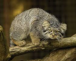 pallas kitten by quaddie on deviantart milye kotiki koshki i kotyata kotyata