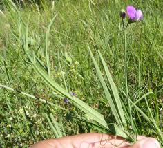Image result for Lathyrus hirsutus
