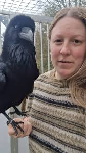 How to Get A Raven As A Pet